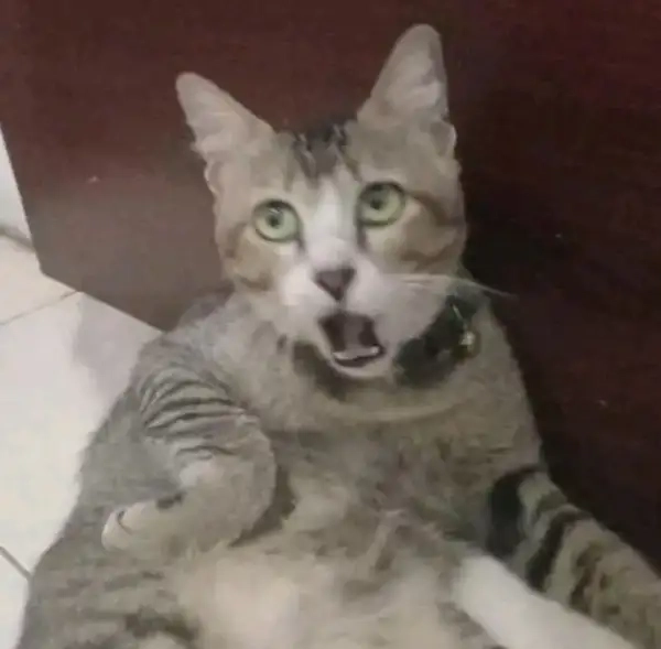 Một chiếc meme sốc đủ khiến mạng xã hội rung chuyển