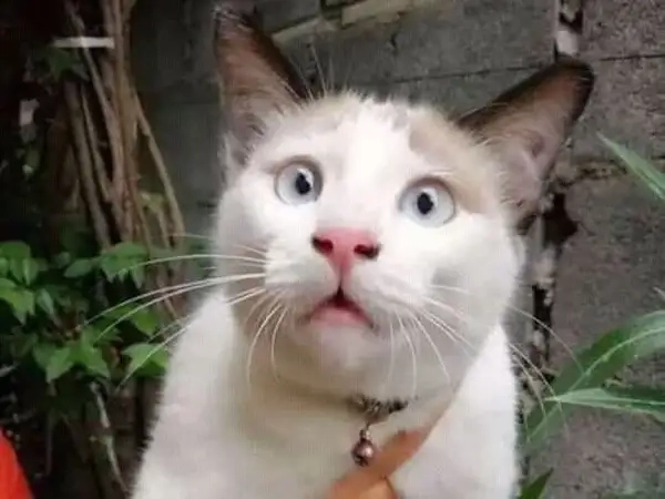 Meme sốc nổ não này đang khiến cư dân mạng hoang mang