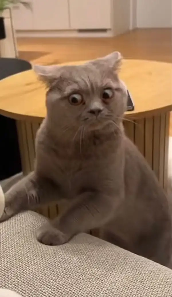 Tin cực sốc nhưng được minh họa bằng meme thì càng sốc hơn