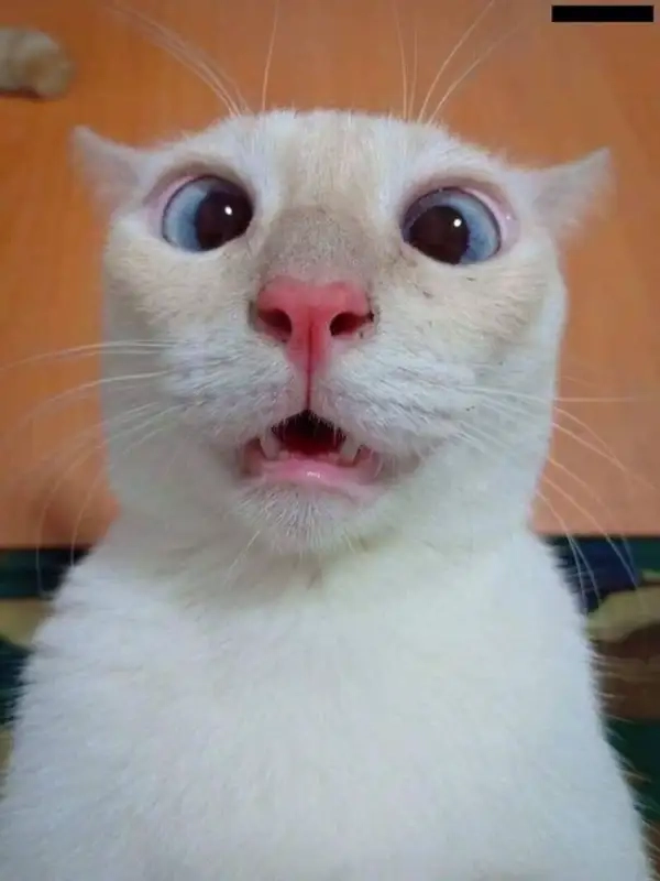 Gặp chuyện sốc không nói nên lời thì dùng ngay meme