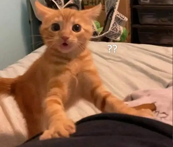 Meme sốc khiến cộng đồng online cười trong hoang mang
