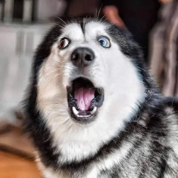 Meme sốc là lựa chọn hoàn hảo để bắt trend cực mạnh