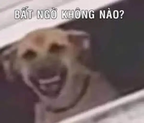 Khi không thể nói gì vì sốc thì hãy gửi meme này
