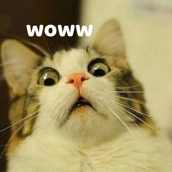 Meme wow cute icon khiến trái tim tan chảy