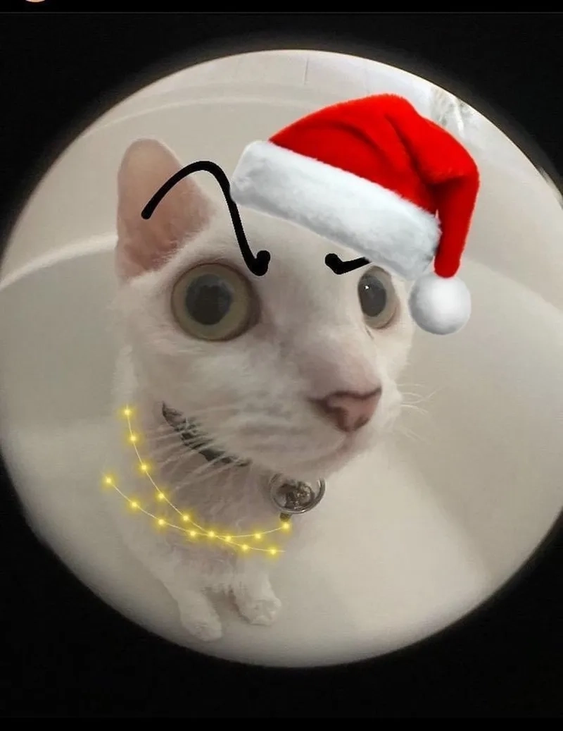 Meme Noel cat lạnh lùng nhưng khiến tim tan