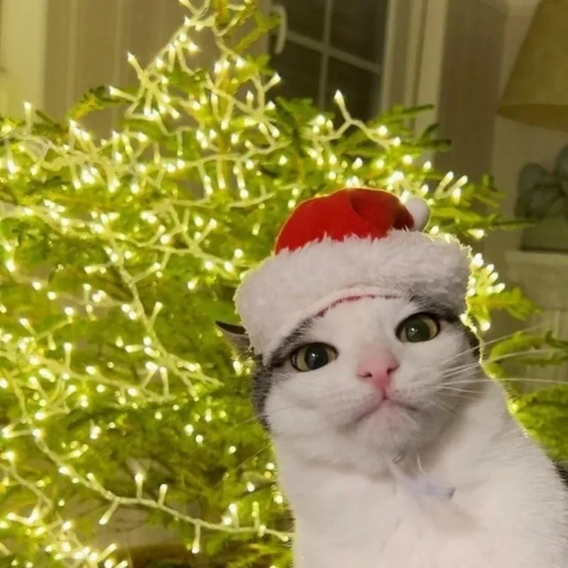 Ảnh mèo meme Noel siêu cấp đáng yêu cực