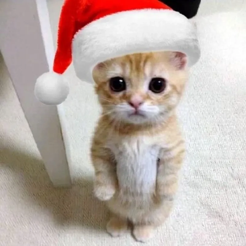 Mèo đội mũ Noel meme chuẩn meme Giáng sinh
