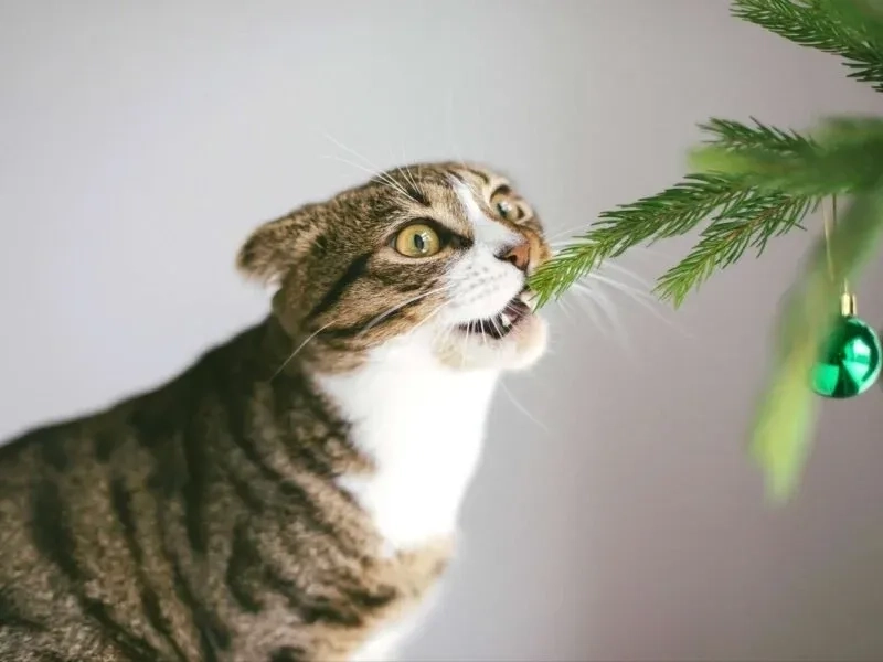 Ảnh mèo vô tri meme Noel gương mặt cam chịu