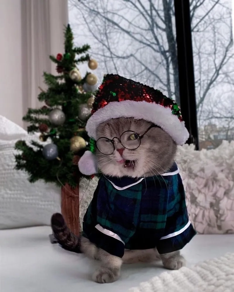 Con mèo meme Noel mang ánh mắt đầy tâm trạng