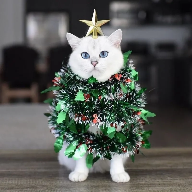 Meme noel nhẹ nhàng nhưng chất hài vô tận
