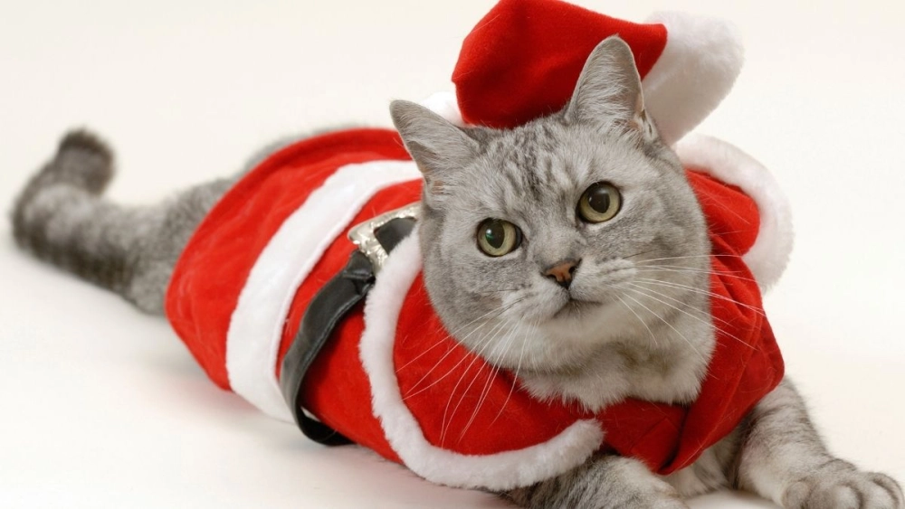 Meme tặng quà Noel cười ngất dịp lễ hội