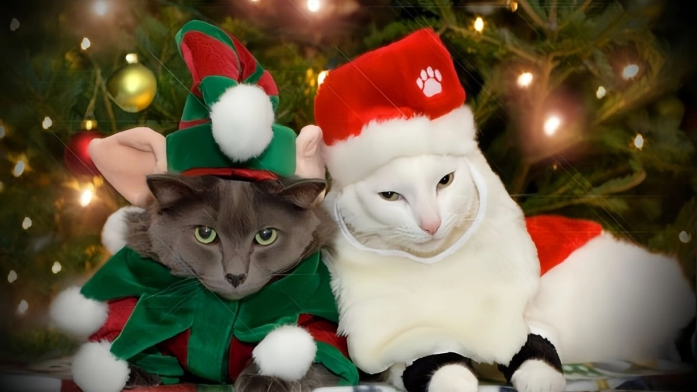 Cat meme Noel hóa thân thành ông già râu trắng