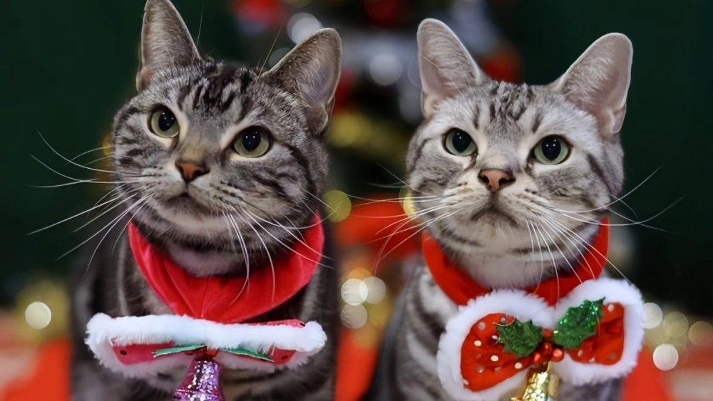 Meme mèo Noel dang tay chờ được ôm một cái