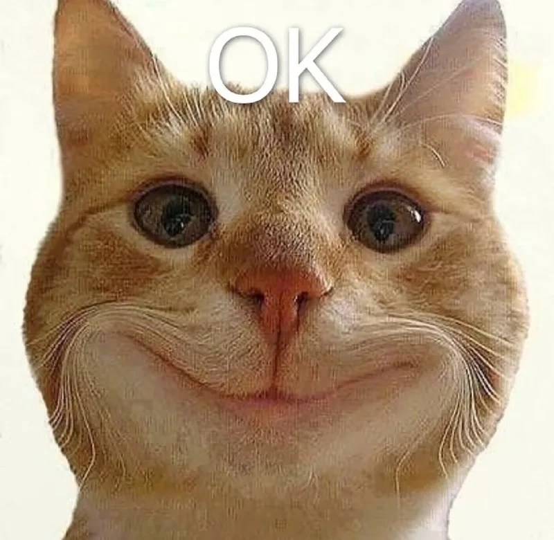 Meme mèo ok gương mặt cam chịu đầy hài hước