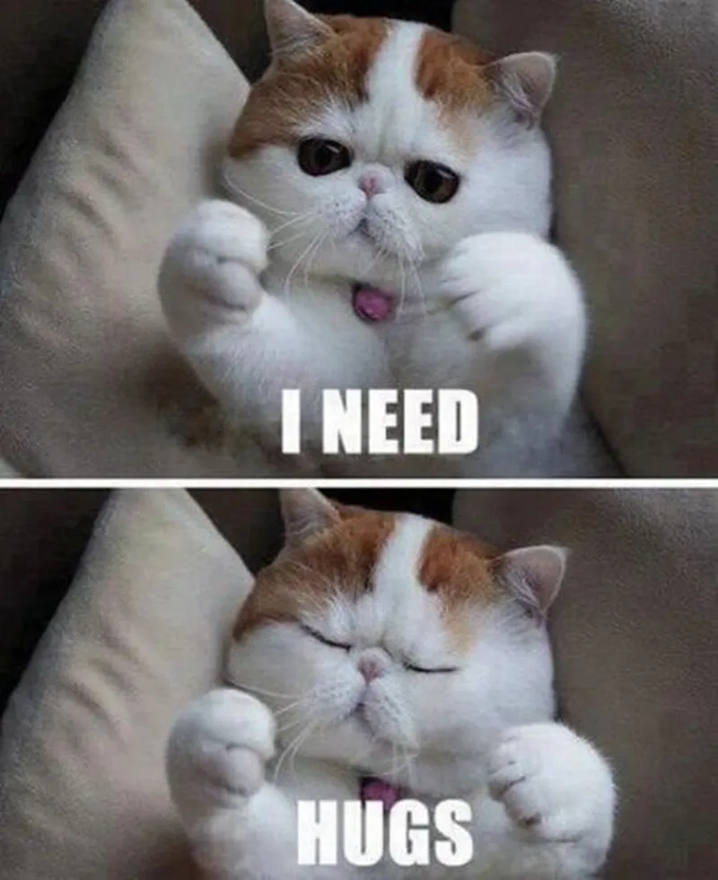 Ôm meme cute gửi gắm tình cảm không lời