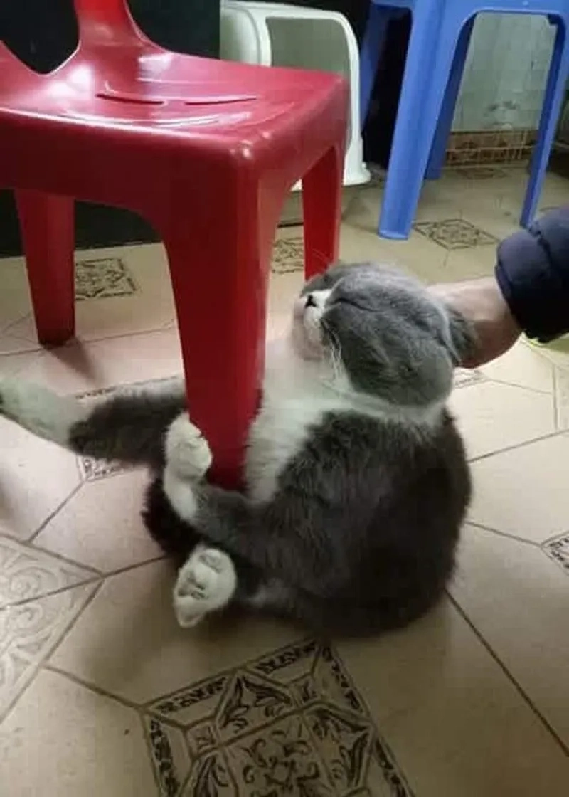 Meme ôm cute đáng yêu khiến tim tan chảy