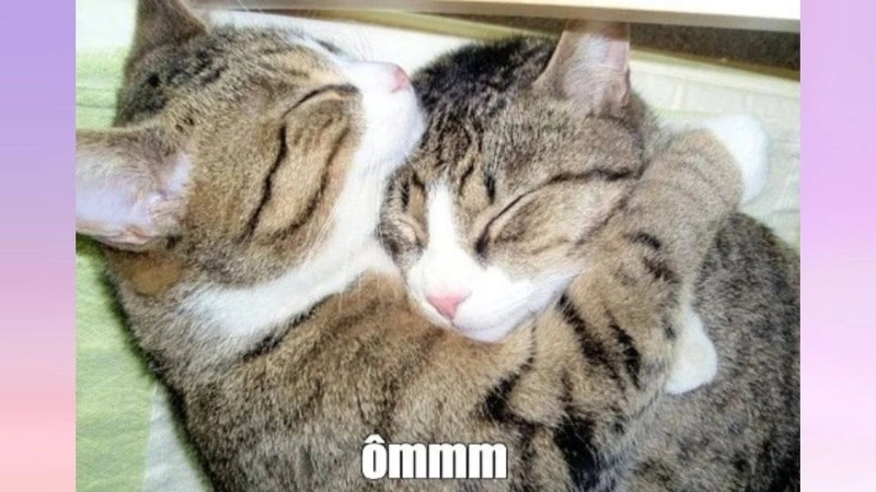 Cần một cái ôm meme cho trái tim mong manh