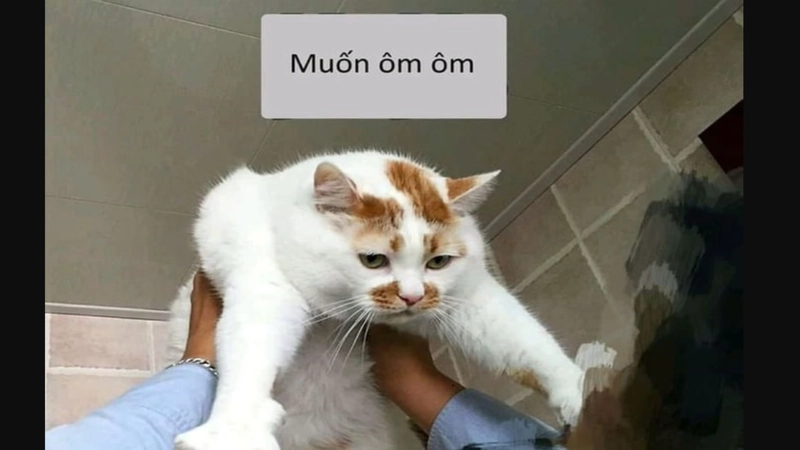 Muốn ôm meme tâm trạng mong manh cần an ủi