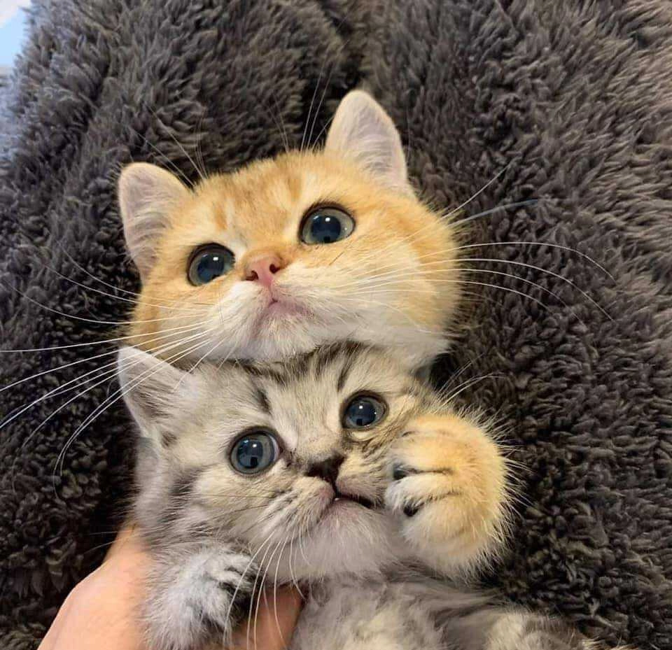 Meme mèo ôm đầu biểu cảm hài hước tột độ
