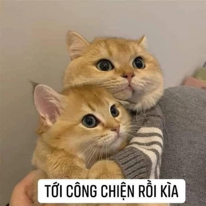 Meme con mèo ôm đầu bất lực nhìn đời cay