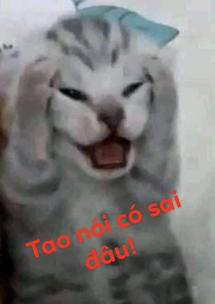 Mèo ôm meme khi boss cũng cần yêu thương