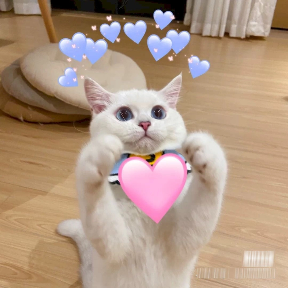 Ôm meme mèo cảm xúc vỗ về nhẹ nhàng nhất