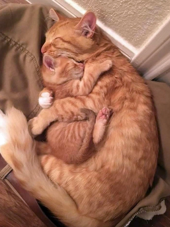 Meme ôm nhau ngủ để trái tim không cô đơn