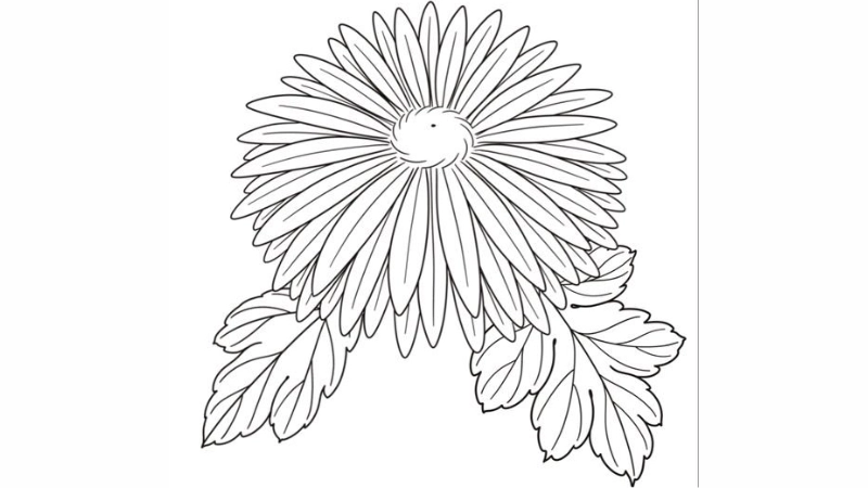 Tranh tô màu bông hoa cúc mang nét dịu dàng