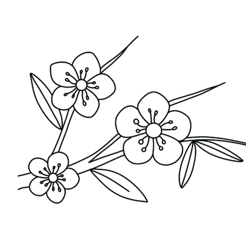 Tranh tô màu bông hoa mai sắc vàng rực rỡ