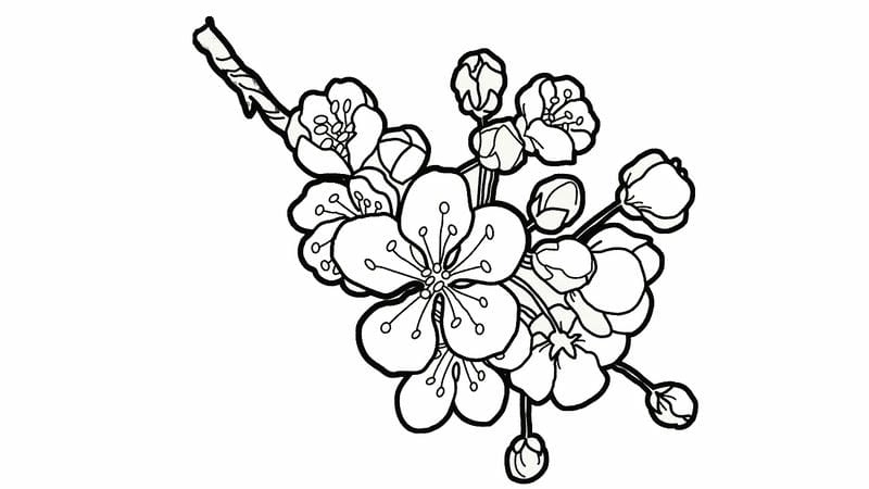 Tranh tô màu bông hoa đào sắc hồng dịu dàng