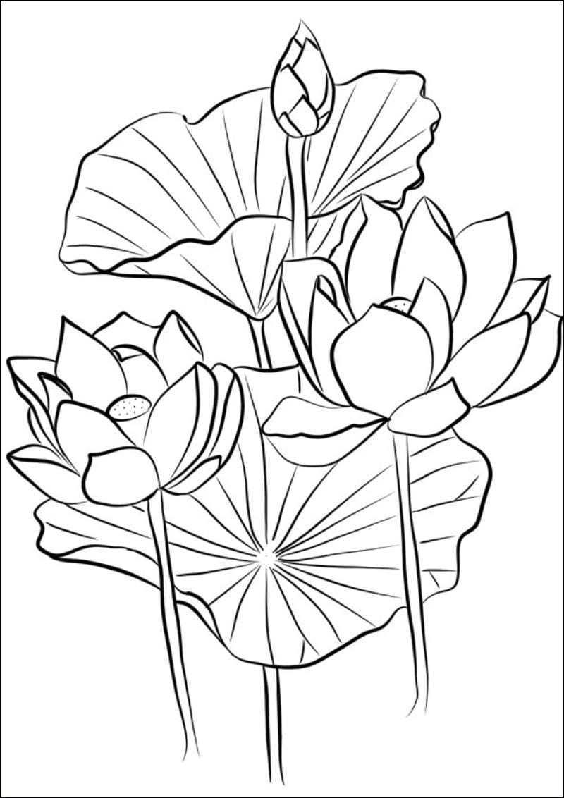 Tranh vẽ tô màu bông hoa nhẹ nhàng tinh tế