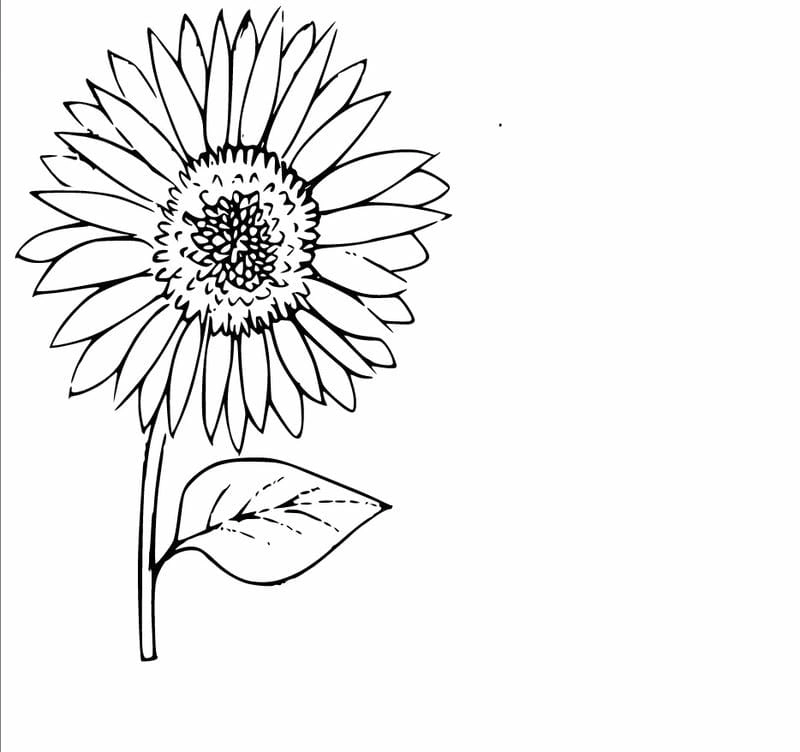 Tranh tô màu bông hoa hướng dương tỏa nắng