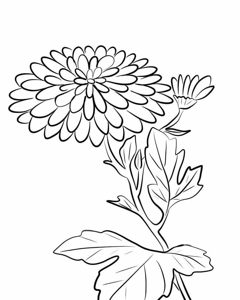 Tranh tô màu bông hoa cúc đơn giản dịu dàng