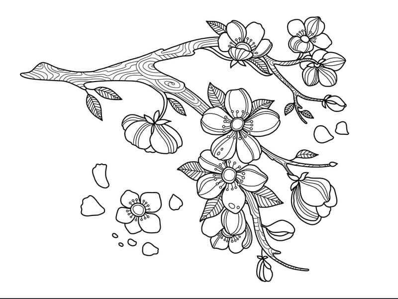 Tranh tô màu bông hoa đào đẹp nhất mùa xuân