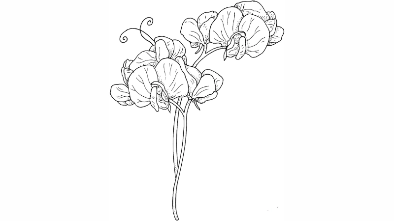 Tô tranh bông hoa sinh động đẹp nhẹ nhàng