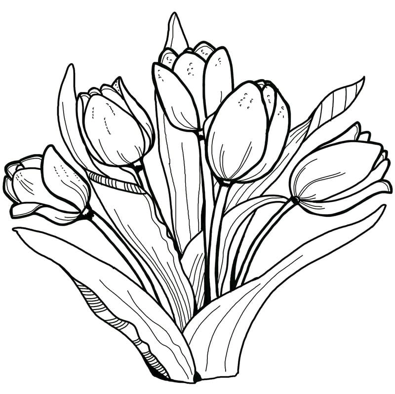 Tranh tô màu hoa tulip đẹp dịu dàng thanh nhã