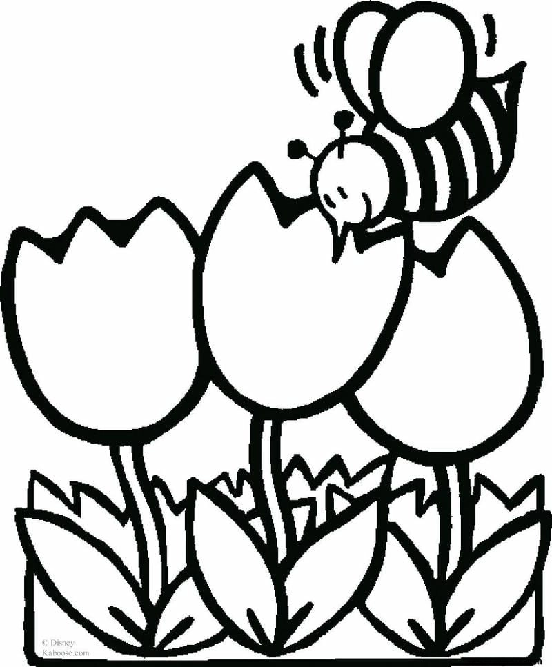 Tulip đẹp tranh tô màu hoa tulip cho bé