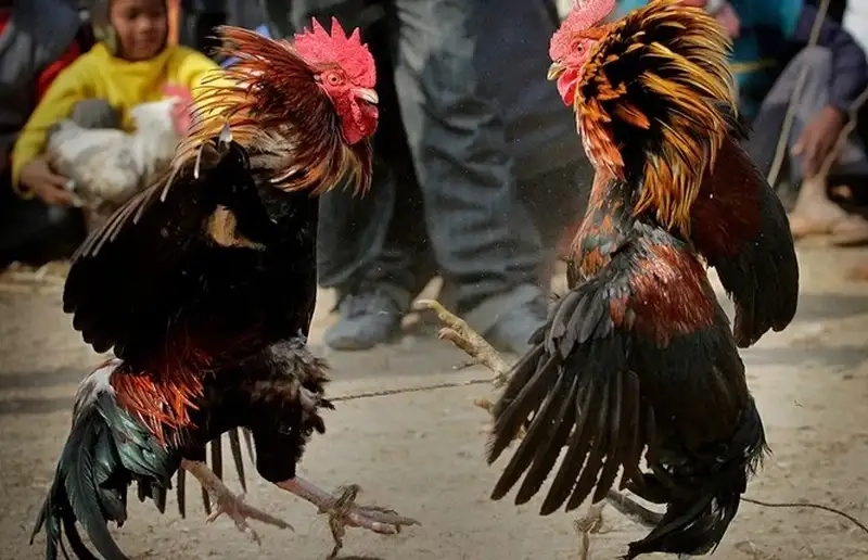 Cách chọn trận đá gà hot nhất trên ALO789 hôm nay