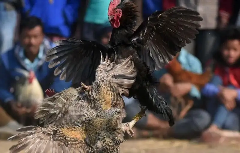 Kinh nghiệm cá nhân khi chơi Đá Gà ALO789