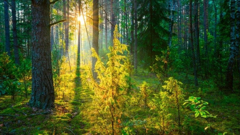 Say đắm với những ảnh phong cảnh mùa hè đẹp nhất