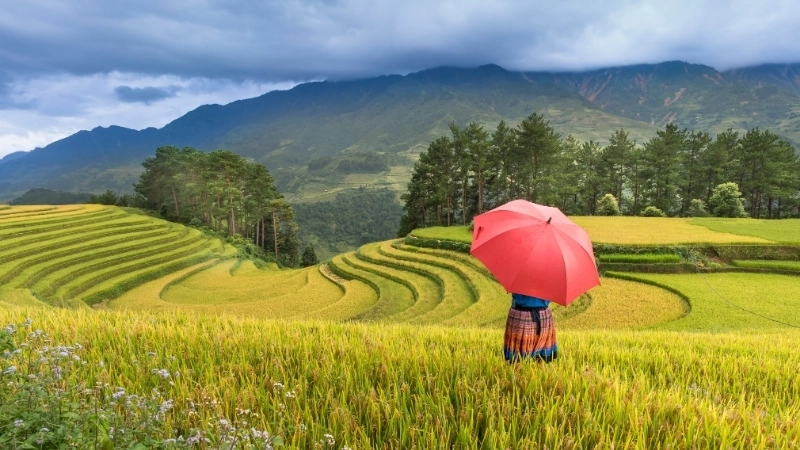 Vẻ đẹp hùng vĩ của tranh phong cảnh quê hương đất nước