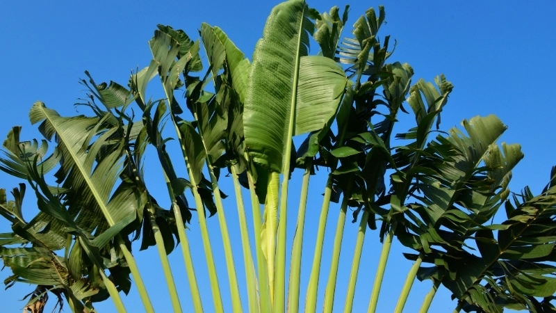 Ngắm nhìn vẻ đẹp của cây chuối rẻ quạt lúc hoàng hôn