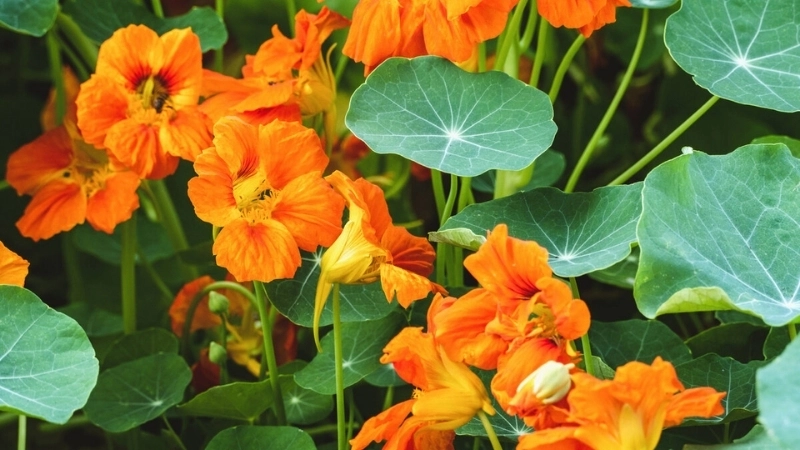 Khám phá 10 hình ảnh đẹp nhất về cây sen cạn