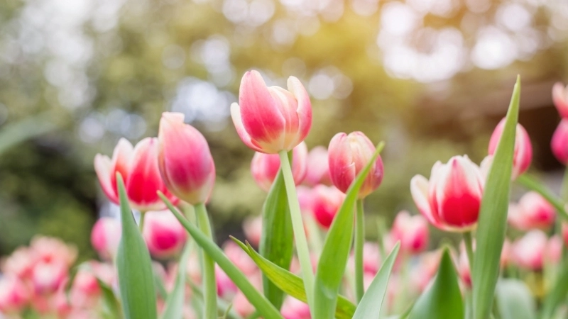 Hình nền hoa tulip hồng ngọt ngào