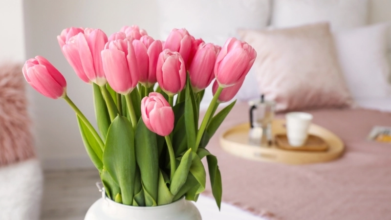 Rực rỡ hình nền hoa tulip hồng