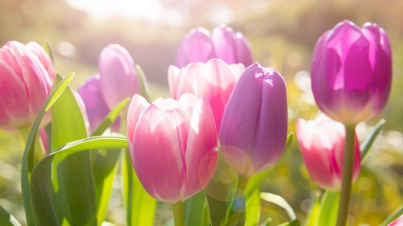 Hình nền hoa tulip xanh độc đáo