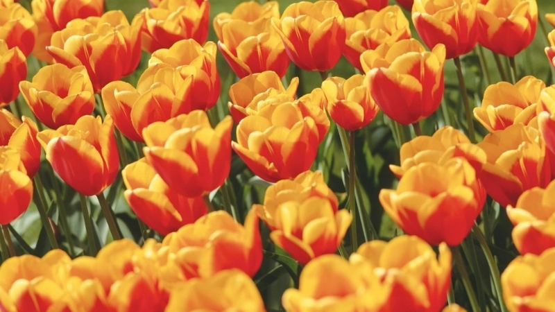 99+ Hình nền hoa tulip đẹp ngọt ngào, chất lượng 4K