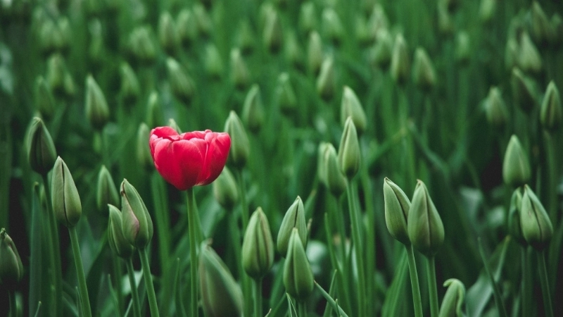 Hình nền hoa tulip đẹp tinh khôi