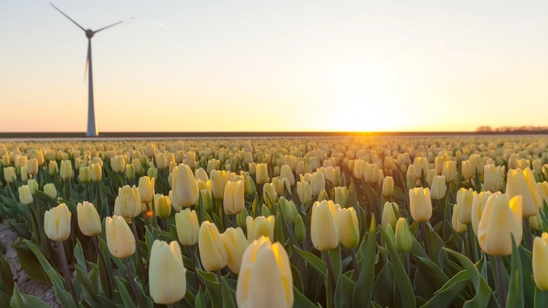 Vẻ đẹp của hình nền hoa tulip trắng