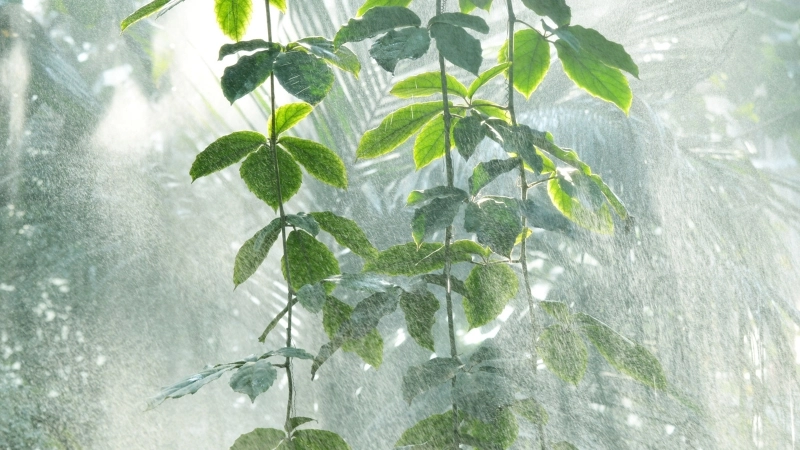 Tổng hợp 99+ hình nền mưa buồn, chill và đẹp nhất